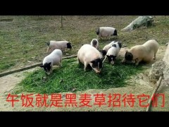 大金羊 湖羊养殖 贵州湖羊养殖技术