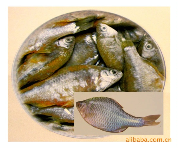 【太湖特产】鲜冻旁皮鱼