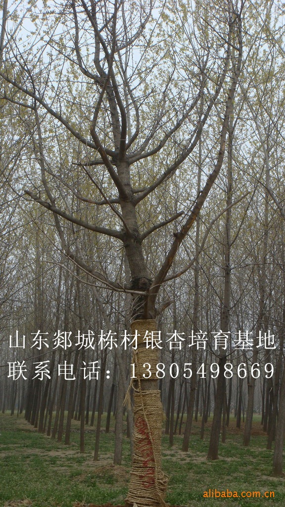 基地大量供应银杏树 银杏苗木30公分