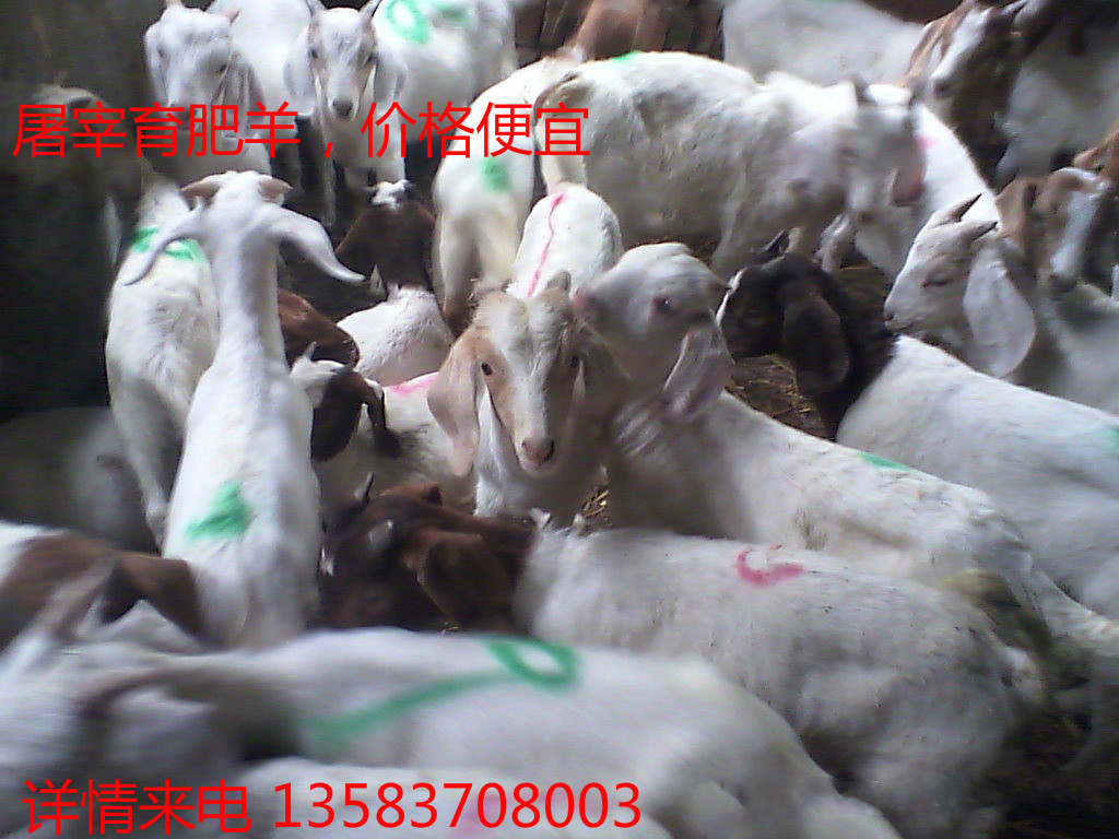 574656232_1704398815