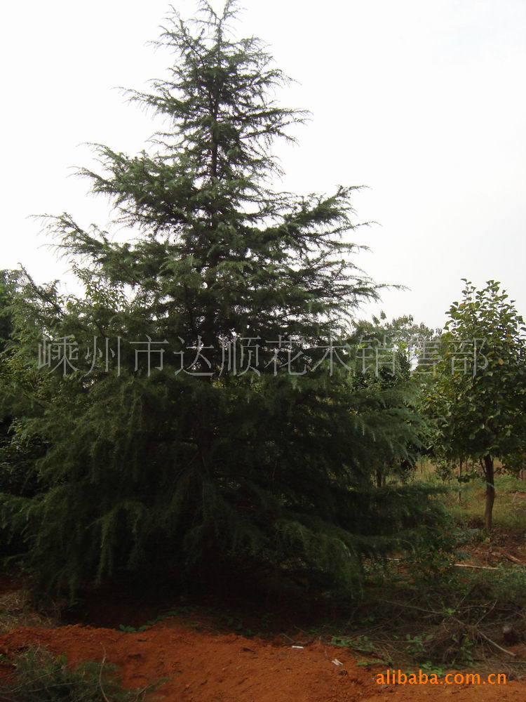 提供工程大小规格雪松花木