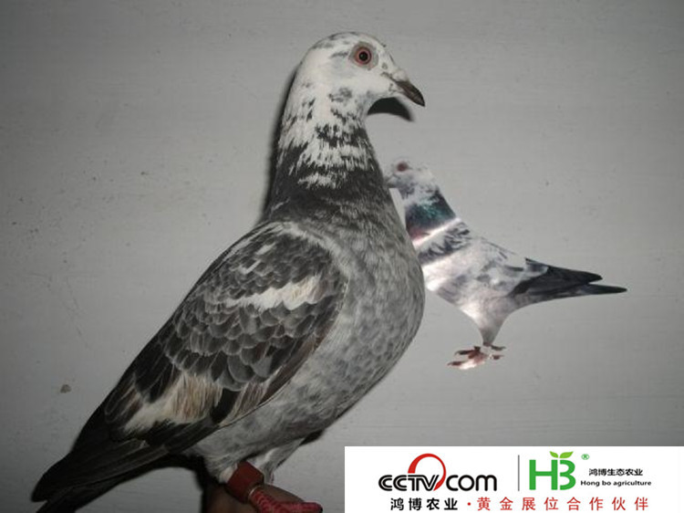 2010621215334_副本