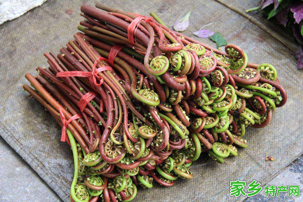 蕨菜 -河北承德市特产