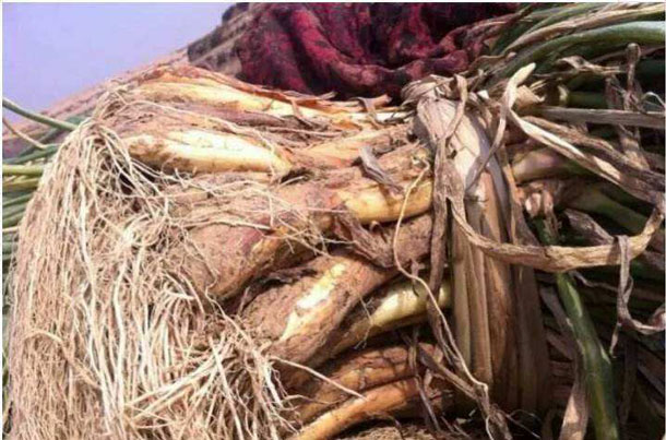 同心红葱 -吴忠同心特产