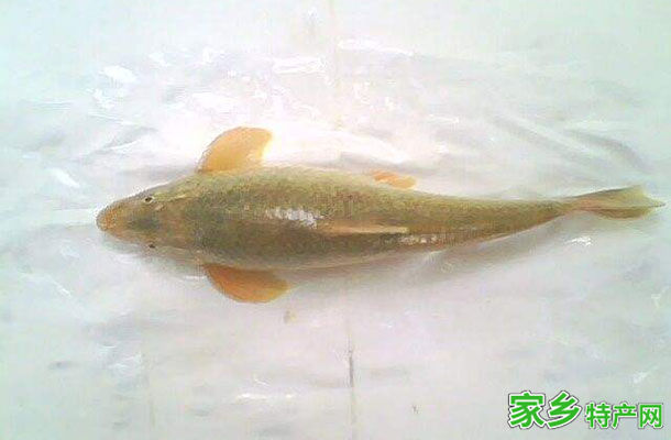 鸽子鱼 -中卫沙坡头特产