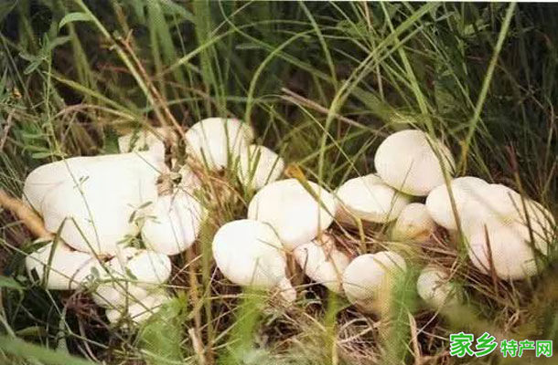 内蒙古白蘑 -内蒙海拉尔特产