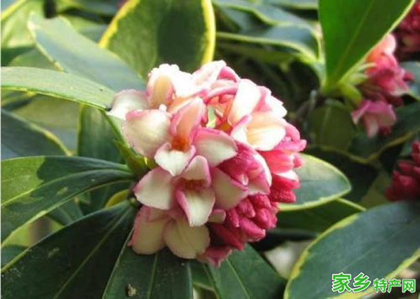 庐山瑞香花 -九江庐山特产