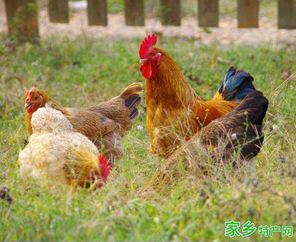 万载三黄鸡 -宜春万载特产