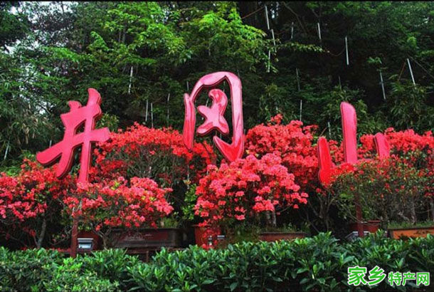 井冈山杜鹃花 -吉安井冈山特产