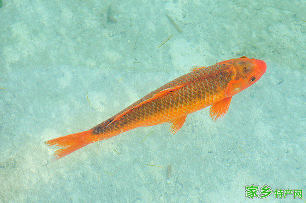 万安玻璃鲤 -吉安万安特产