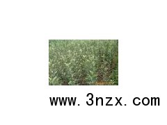 出售山桃、山杏