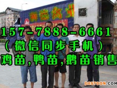 内江鸡苗批发市场地址 广西鸭子品种图片 活鸭子批发市场