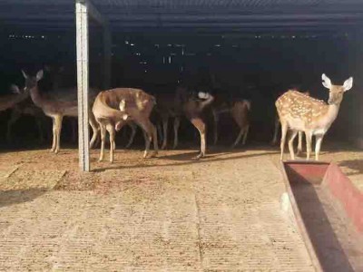 宠物梅花鹿价格  观赏梅花鹿出售 瑞祥梅花鹿养殖场 梅花鹿养殖场提供