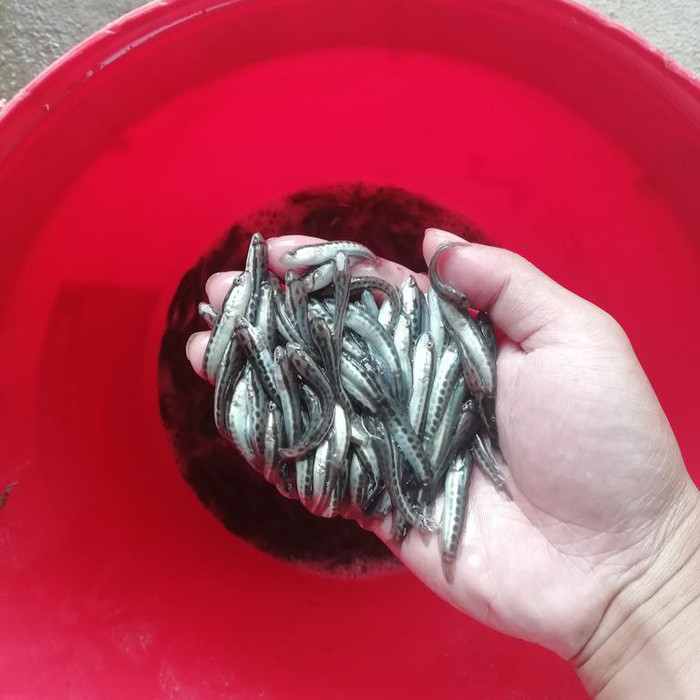 文峰区桂鱼苗龙虾苗