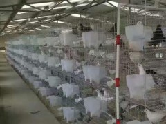 加粗鸽子笼 镀锌鸽子笼 肉鸽笼  鸽子笼批发  鸽子笼价格  规格齐全