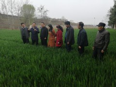 鹤壁市农业农村局督导渭滨区条锈病防治和产业脱贫义务-宝鸡鹤壁市农业农村局