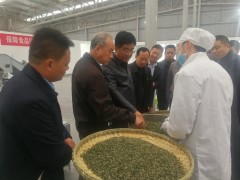 慕德贵到百里杜鹃调研指点茶产业义务