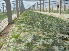 西安：人世四月芳菲尽 同兴西瓜花始开