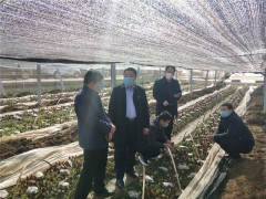 商南：不负春光抓产业 养精蓄锐促展开