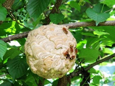 海南 马蜂蜂蛹_海南 胡蜂蜂蛹_海南 大黄蜂蜂蛹_  绿之美蜂业有限公司