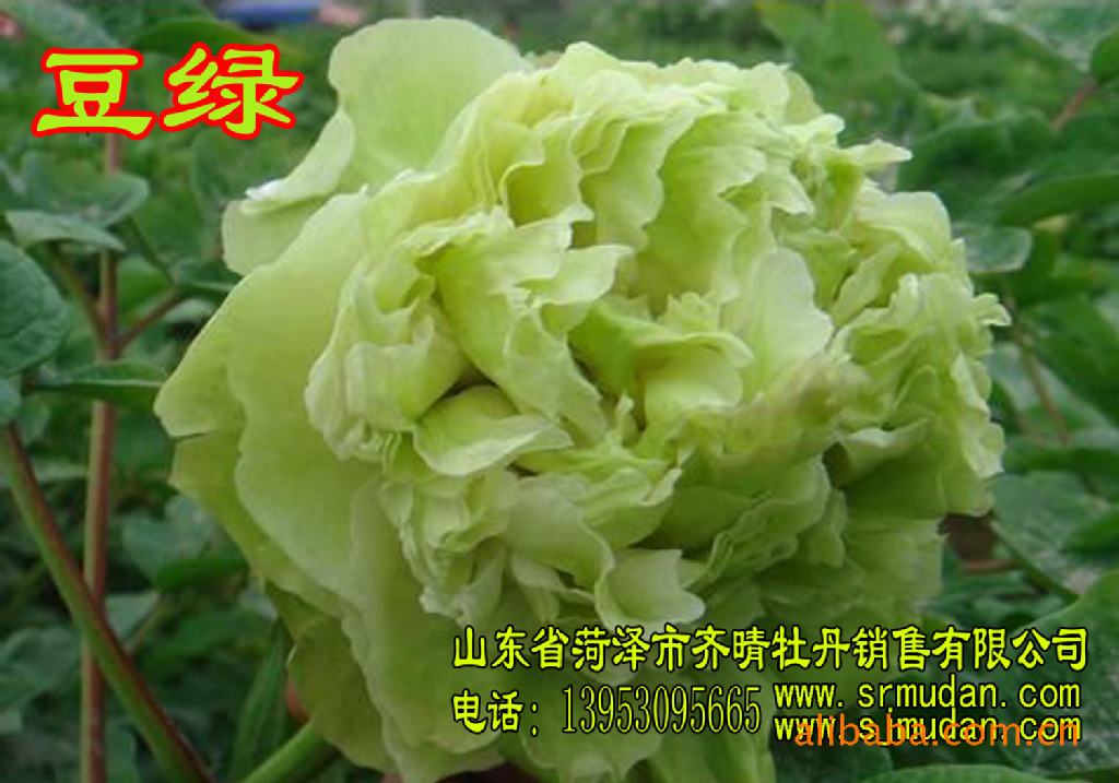 牡丹 牡丹花 牡丹树 牡丹销售 花卉 绿化 苗木 红牡丹 黑牡丹