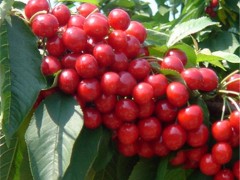 洋硕 樱桃苗种植基地批发 樱桃苗，优质樱桃苗，樱桃苗批发，樱桃苗价格，樱桃苗基地