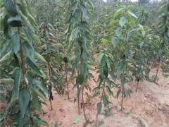 樱桃苗_香妃樱桃苗_红灯樱桃苗_吉塞拉樱桃苗