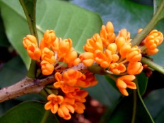 六安桂花苗--投资种植哪个品种比较好 ？