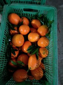 [供]大量供应脐橙，长虹脐橙，纽荷尔，普橙，血橙等