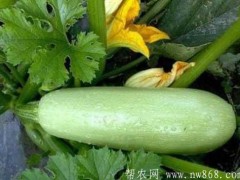 北瓜种植栽培技术及采收办法