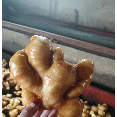 [供]供应山东大姜，小黄姜，面姜，姜种今日价格行情