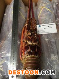 供应进口巴西龙虾