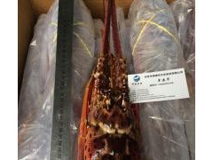 供应进口巴西龙虾