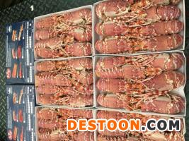 供应莫桑比克玫瑰龙虾