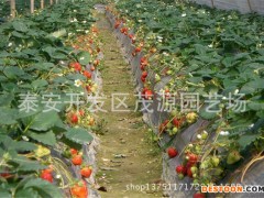 草莓苗，基地草莓苗，红颜草莓苗，章姬草莓苗