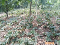 草莓苗，出售草莓苗，白草莓苗，红颜草莓苗18315487451