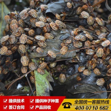 大量供应优质九香虫种苗 臭屁虫种苗 免费提供技术养殖  回收产品