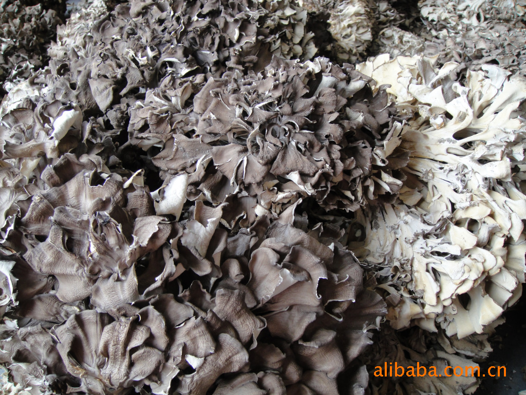 批发大量供应新灰树花 没泥巴