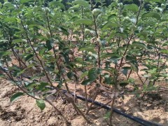 晚熟苹果苗 美国蛇果 苹果苗批发 支持货到付款