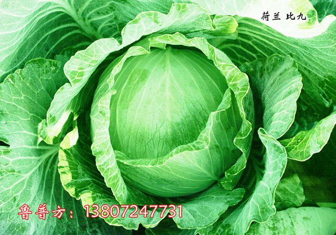 常年供应潘家湾蔬菜