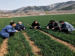晋中市农科院专家到博山区指点春季麦田管理