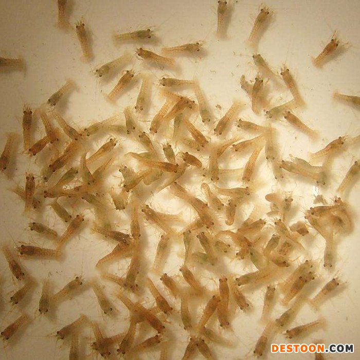 龙虾种苗 龙虾养殖 龙虾苗基地 龙虾苗价格 龙虾种苗基地