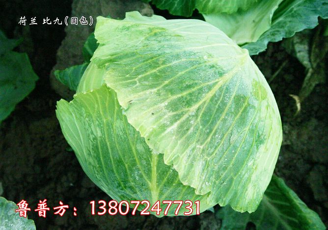 常年大量供应嘉鱼潘家湾蔬菜