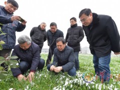 院士下田查病虫害-襄阳晋中市农业农村局