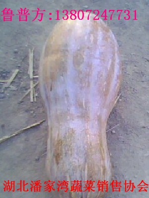 常年供应优质密本南瓜,黑皮冬瓜