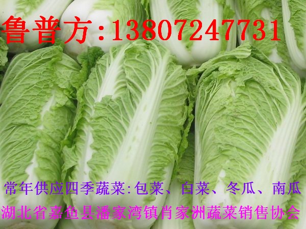 供应优质大白菜、甘蓝