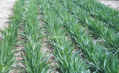 冬韭菜、春白菜、心里美、洋香瓜