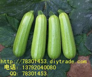 大量供应西葫芦
