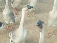 [供]大自沙鹅  90天 产地直供  价格优惠