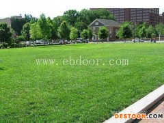 二月蓝绿化种子价批发(图)-木豆种子哪里有卖-曲靖木豆种子